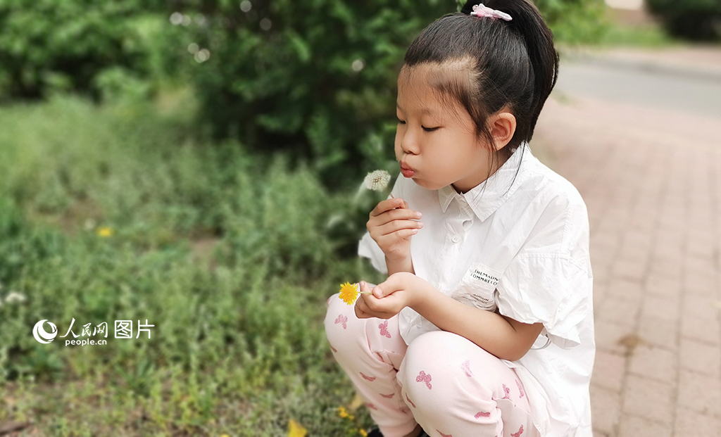 5月28日,在吉林长春,初夏微风徐徐,一朵朵蒲公英绽放出金灿灿的笑脸,结出的绒球是大自然馈赠给孩子们的快乐礼物,“蒲公英宝宝”随风开始了它的旅行。人民网记者 王帝元摄